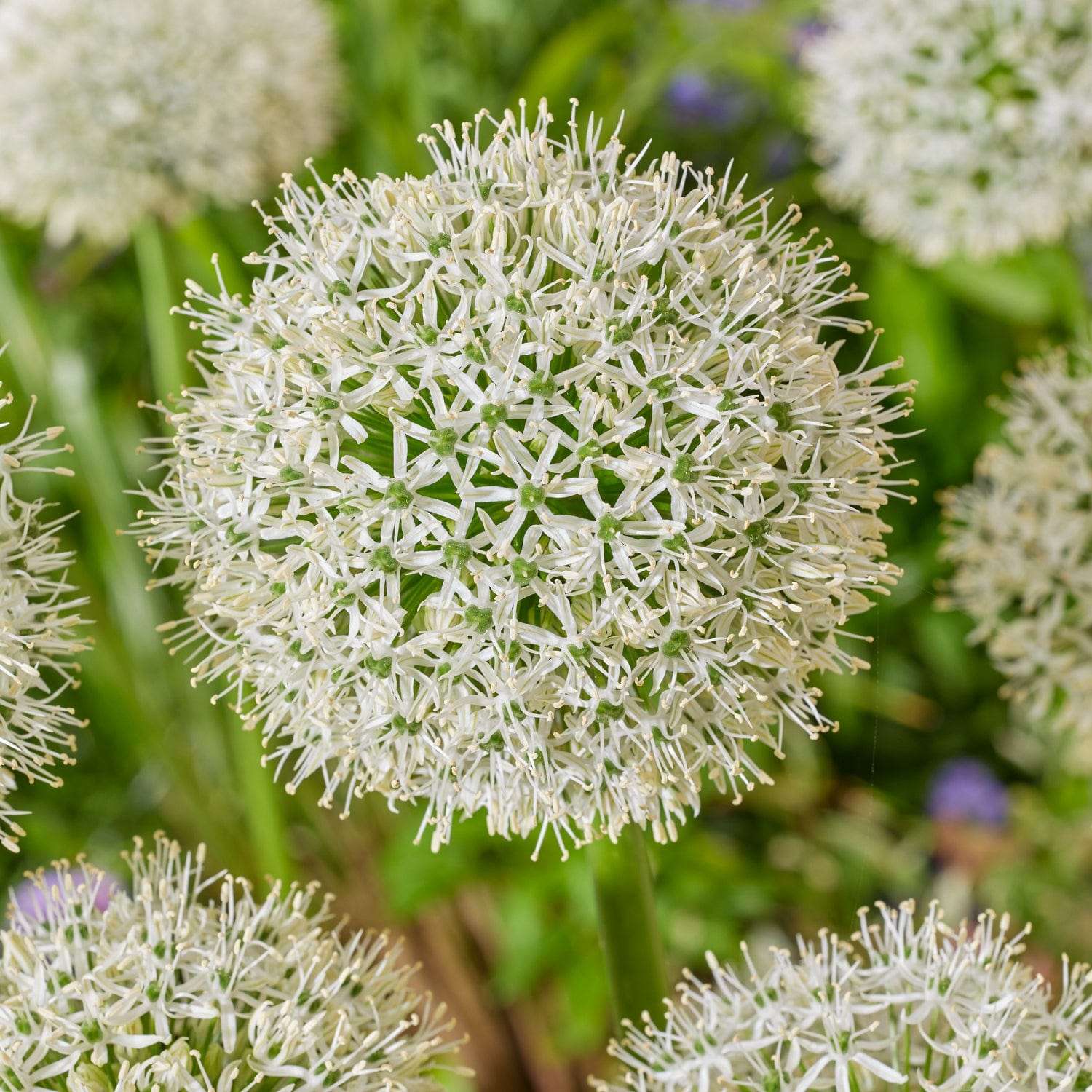 Allium 'White Giant'